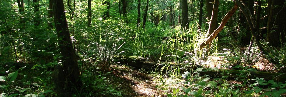 Mineral Springs Greenway, Union County - conserved in 2009