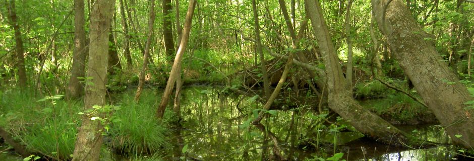 Cole Wetland, Lincoln County - conserved in 2005