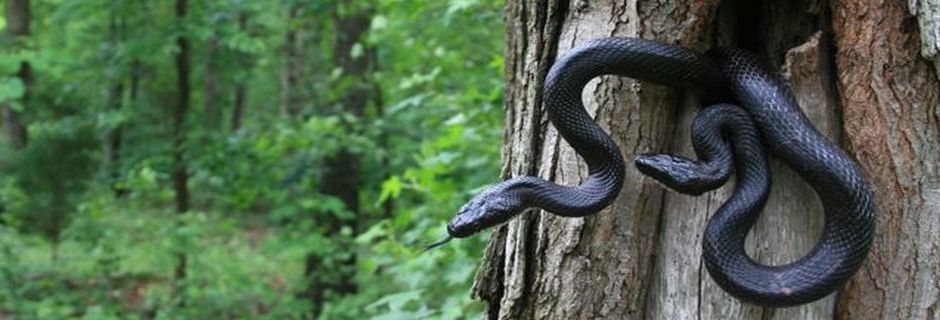 Will\'s Woods, Mecklenburg County - conserved in 2006