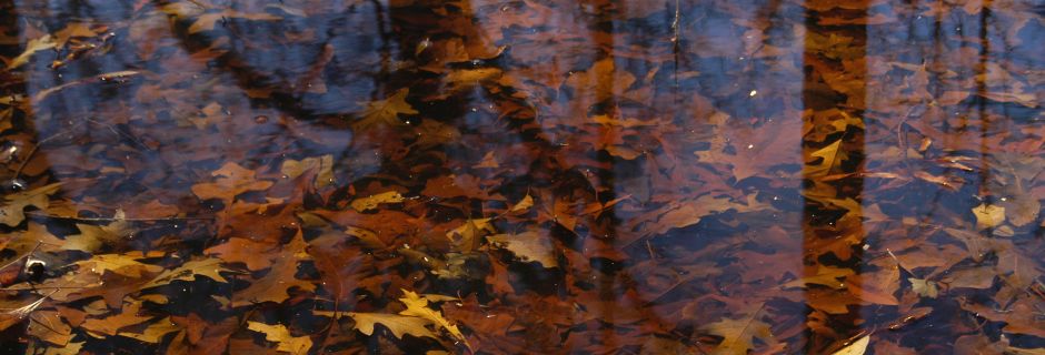 Whitehall Nature Preserve, Mecklenburg County - conserved in 1996