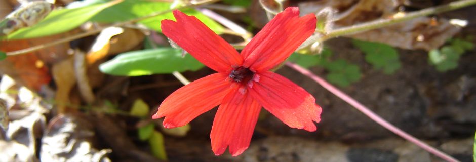 Aderholdt Preserve, Gaston County - conserved in 2004