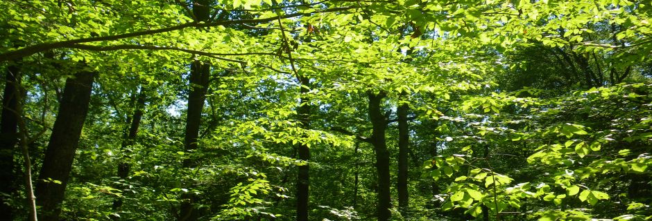 Hagans Forest, Gaston County - conserved in 2011