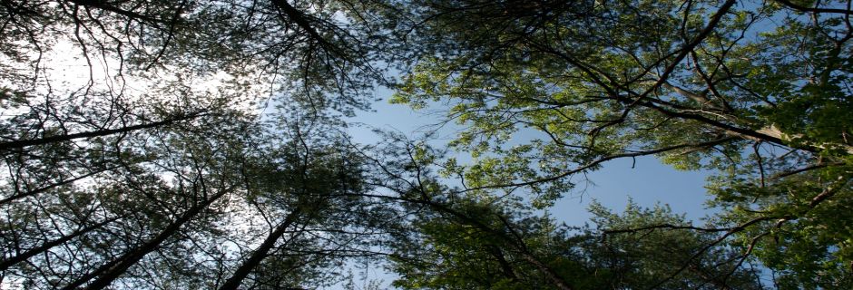 We love trees, clean water and fresh air  