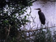 Wildlife Habitat