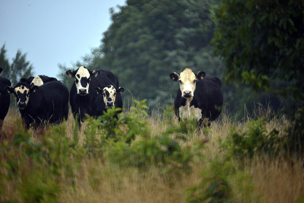 Rudisell Farm