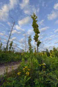 A view of the Piedmont oak savanna, an open natural area conducive for the growth of native warm-season grasses.