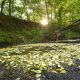 Photo: Buffalo Creek Preserve by Nancy Pierce