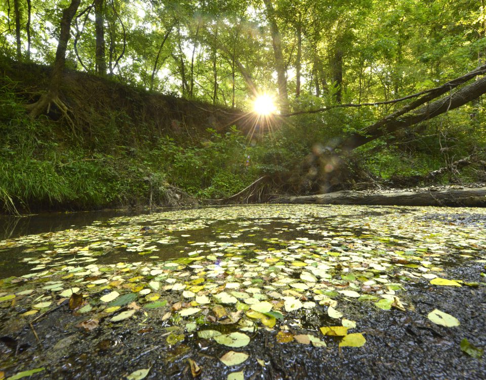 Photo: Buffalo Creek Preserve by Nancy Pierce