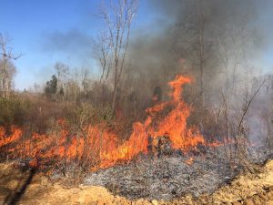 Prescribed burn on 62 acres at Buffalo Creek Preserve.