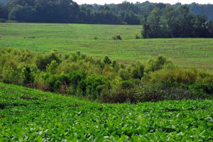 Photo: Howey Farm by Nancy Pierce