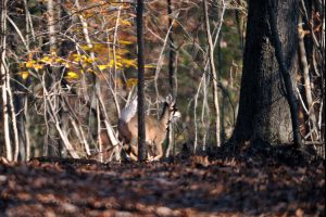 Photo: Pharr Family Preserve by Nancy Pierce