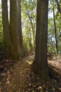 Photo: Seven Oaks Preserve by Nancy Pierce