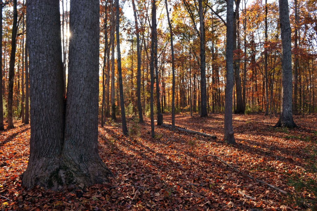 Photo: Seven Oaks Preserve by Nancy Pierce