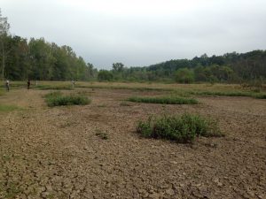 Dry Waterfowl Impoundment