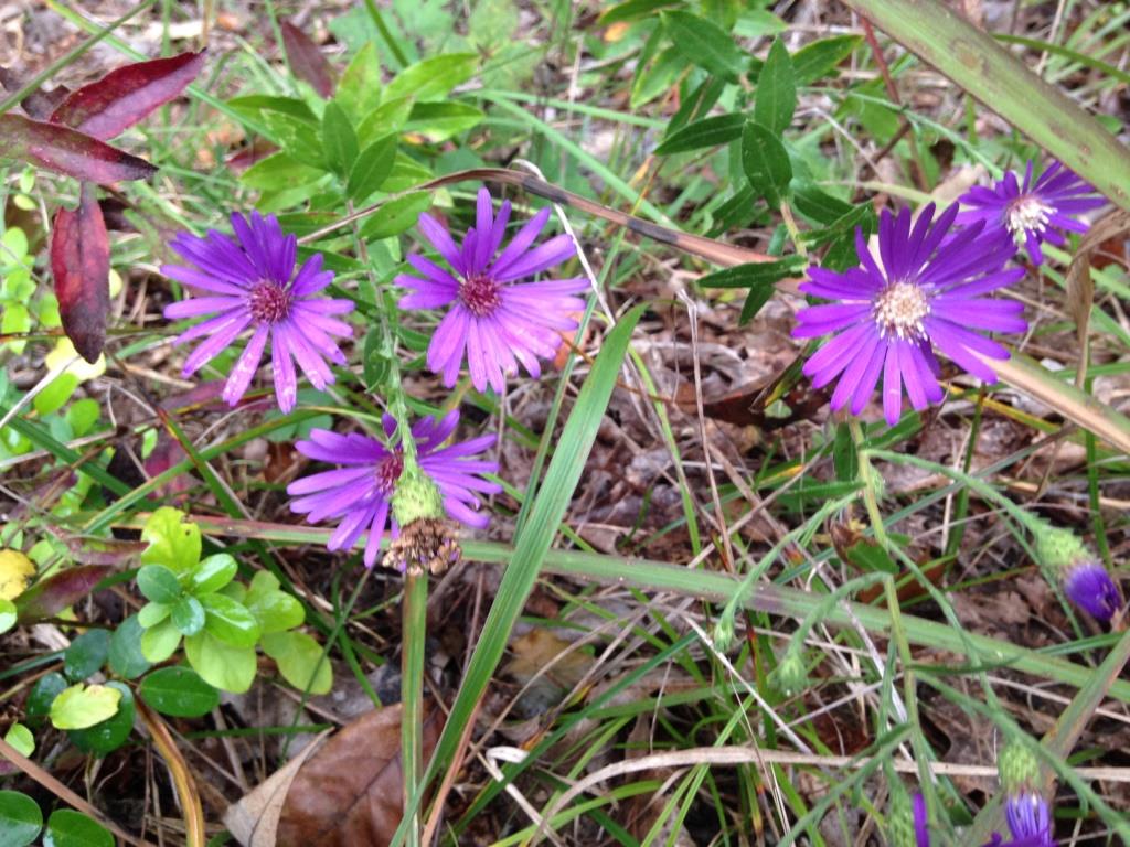 24 Acres Preserved in Mecklenburg County Expands Catawba Wildflower