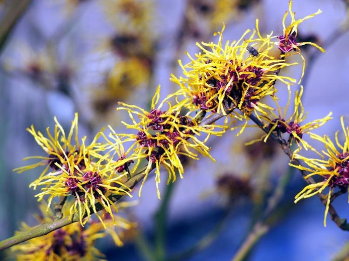 witch hazel close