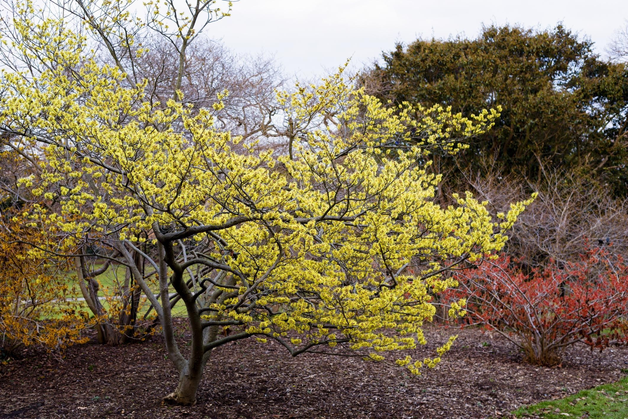 witch-hazel-catawba-lands-conservancy