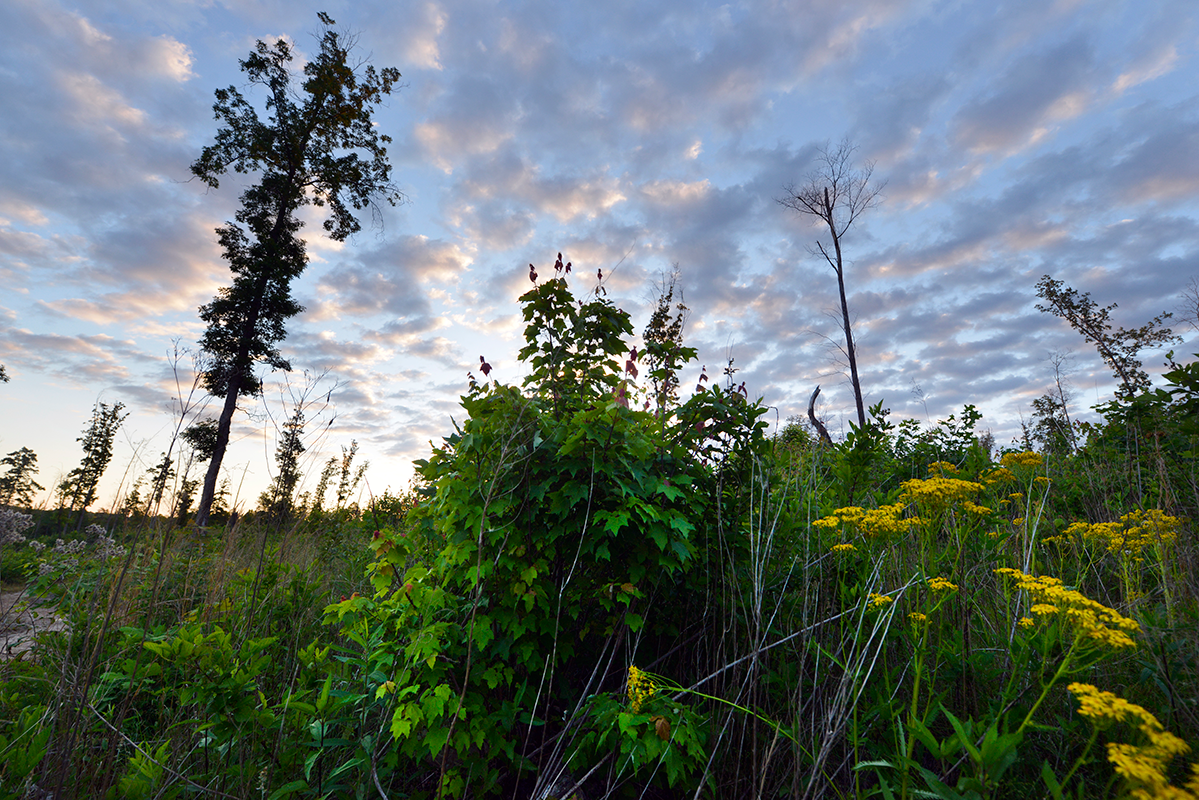 The Incredible Link Between Nature and Your Emotions