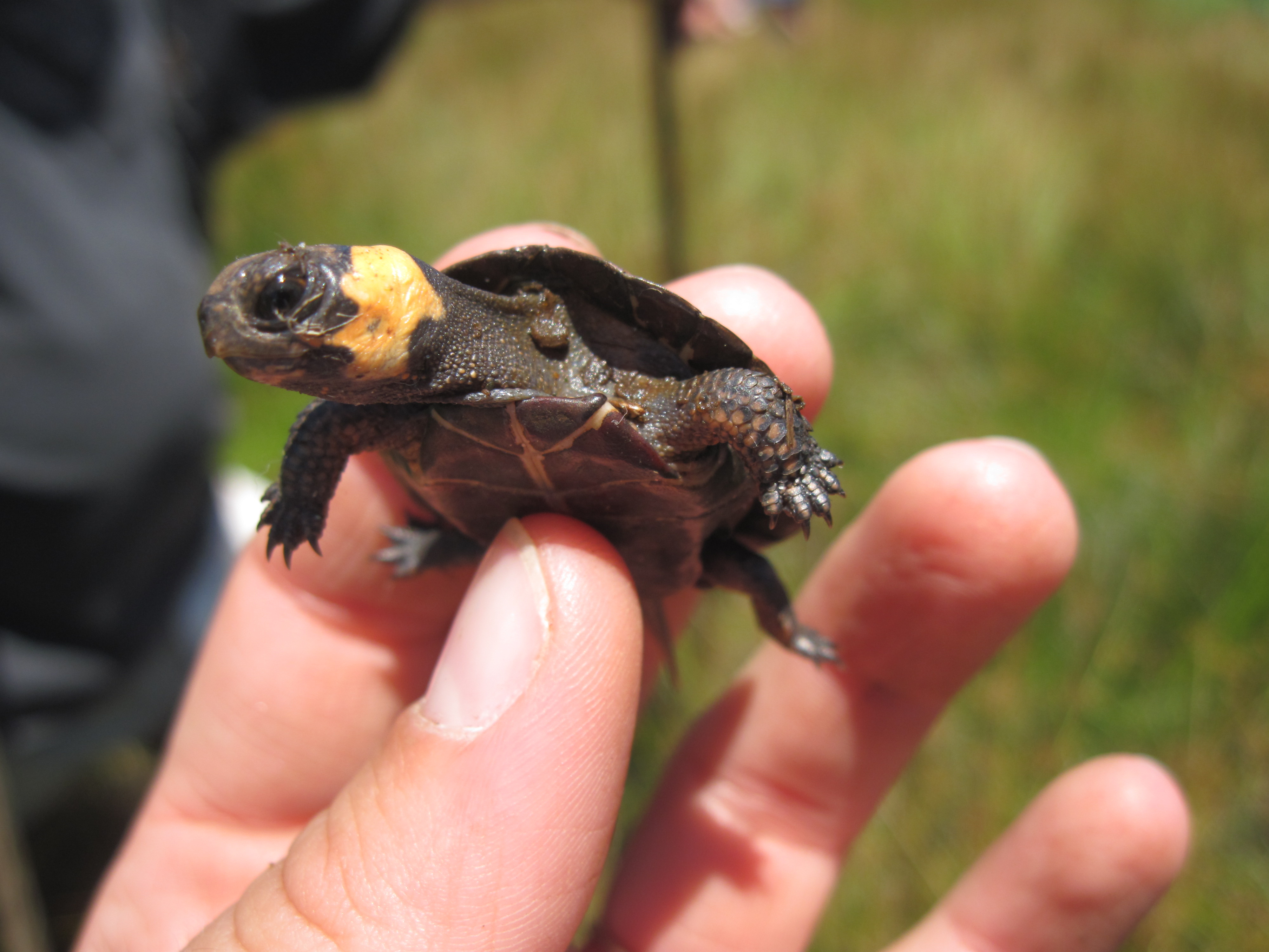 Baby bog turtle  Turtle, Cute turtles, Tiny turtle
