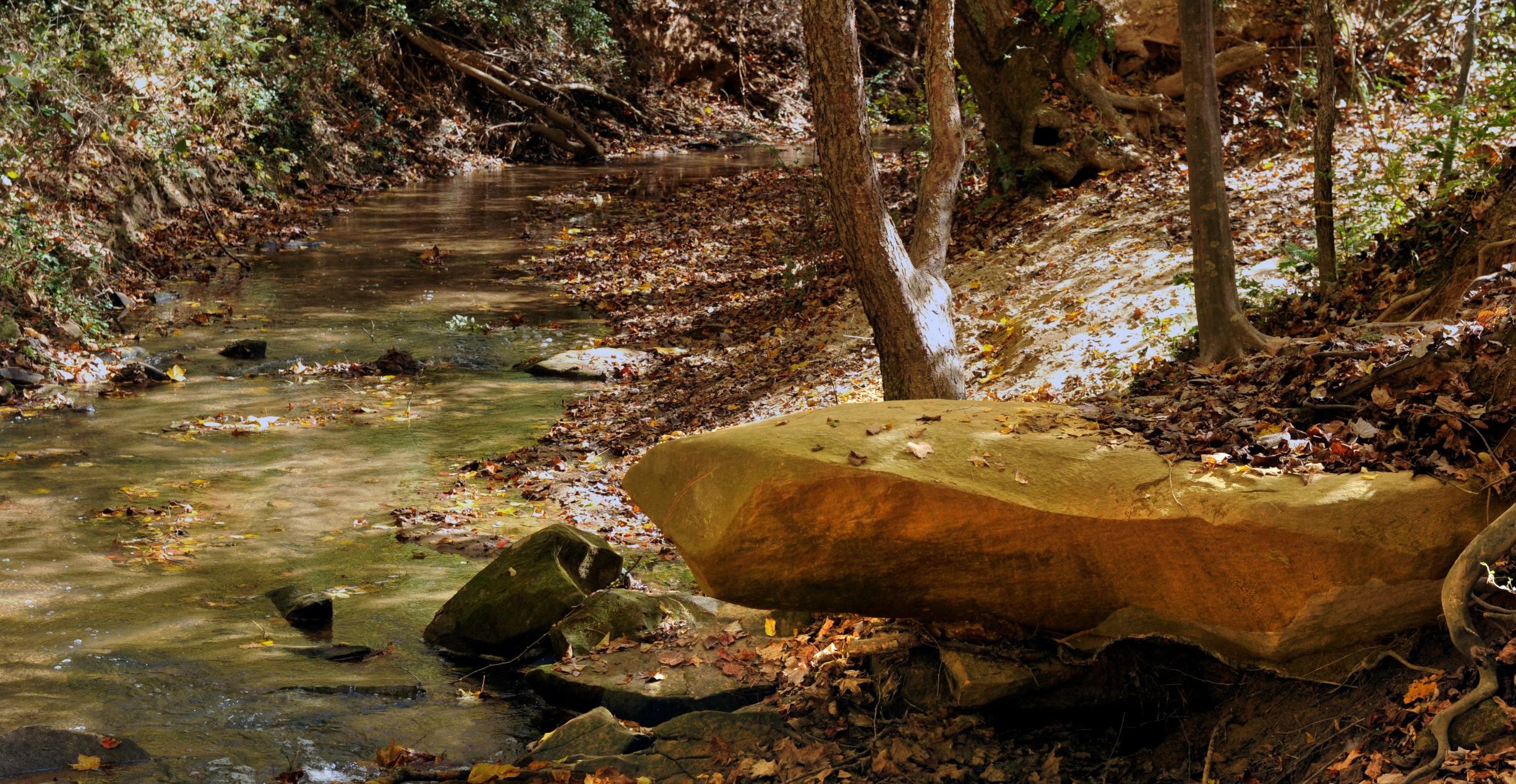 Image of creek with rocks and fall leaves in the water, bordered by hardwood trees. The Conservancy is improving water quality in Forney Creek.