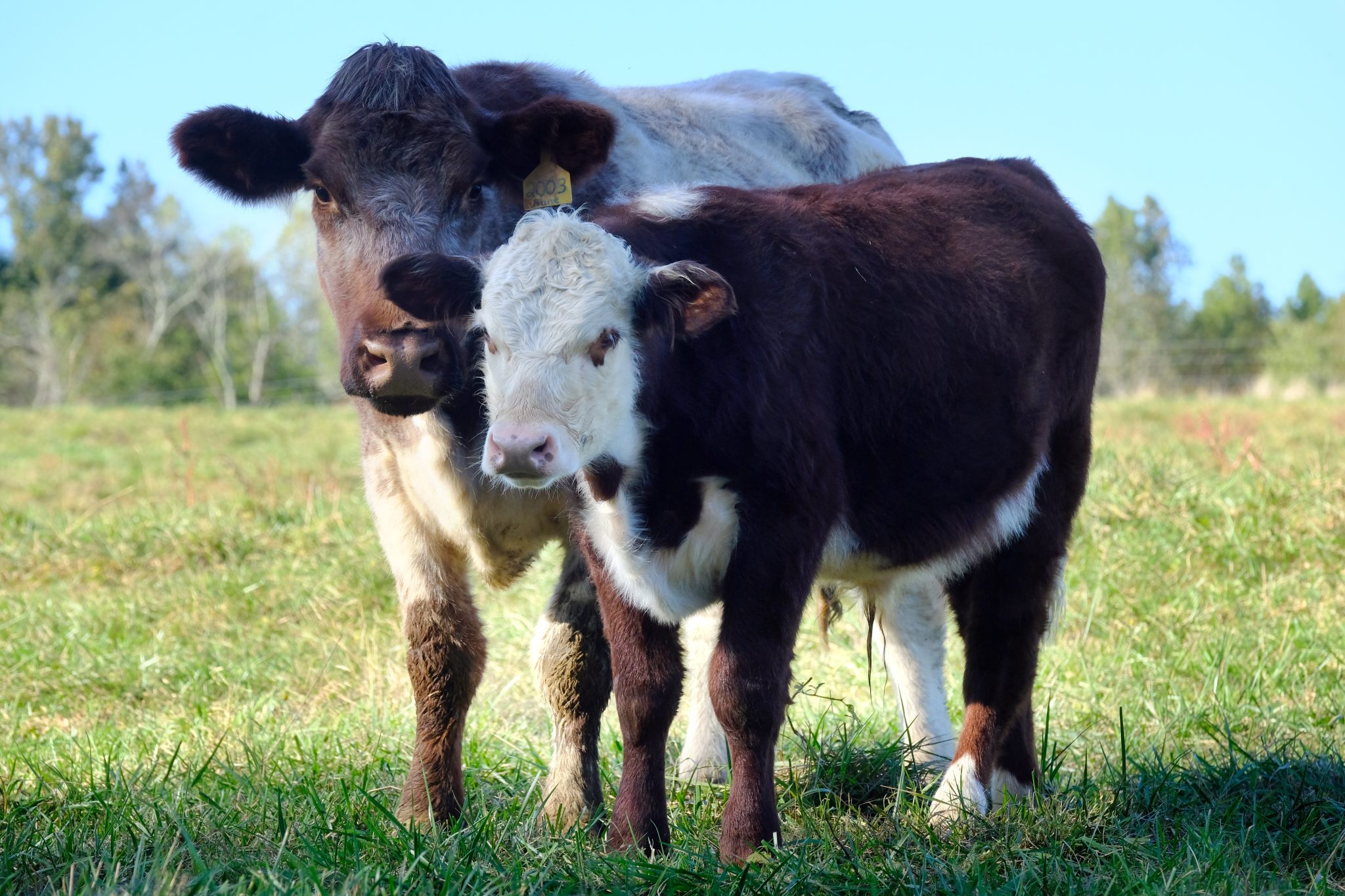 Home Catawba Lands Conservancy