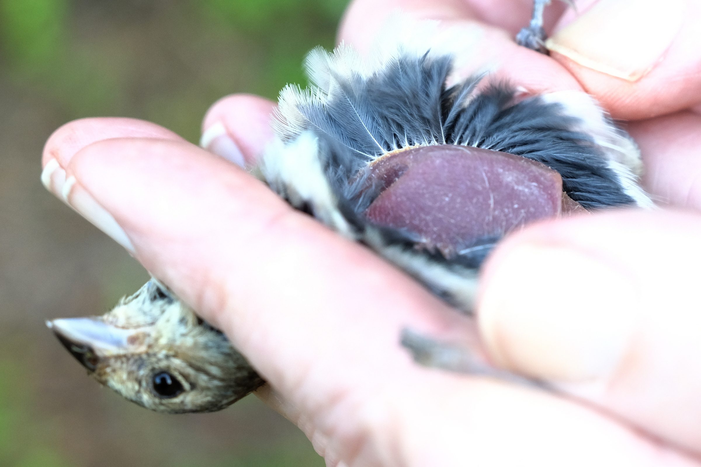 Bird Banding Study Finds Home at Coley Preserve Catawba Lands Conservancy