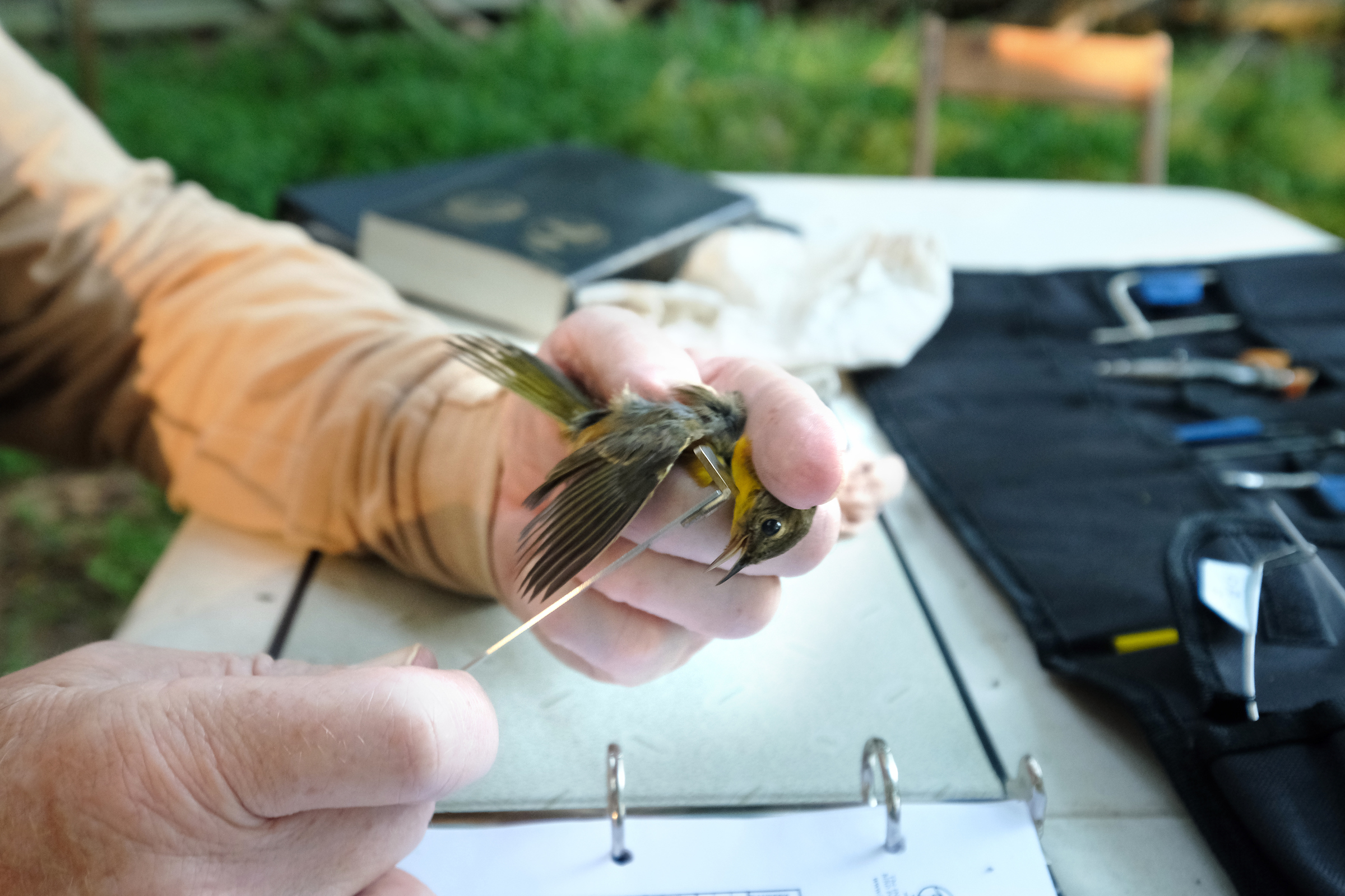 Bird Banding Study Finds Home at Coley Preserve Catawba Lands Conservancy