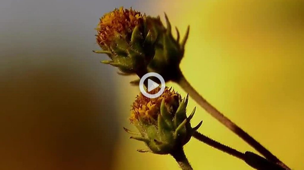 Grasslands coverage on WBTV