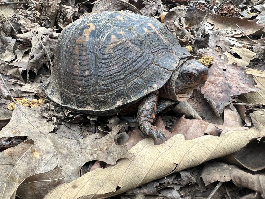 A box turtle sits on a bed of dried leaves.