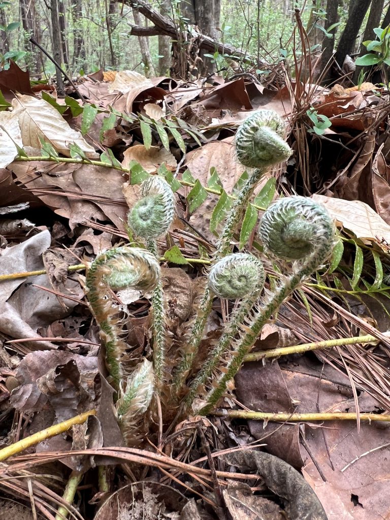 Seven young fiddle leaf ferns are growing out of a bed of dead leaves.