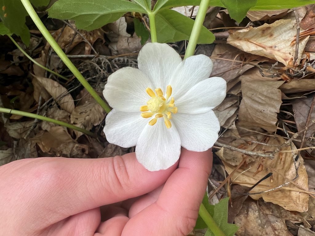 A hand holds a delicate white mayapple blossom out from underneath the plant's green leaves.