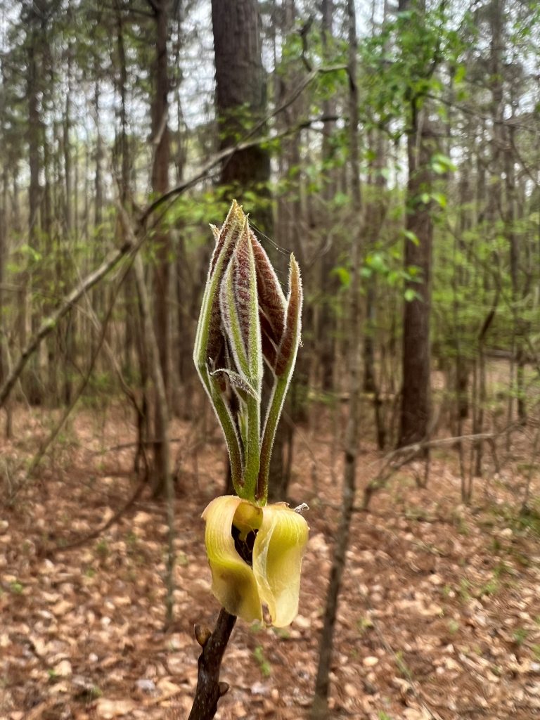 Leaf scales of a mockernut hickory tree stand upright in front of a hardwood forest with new spring growth.