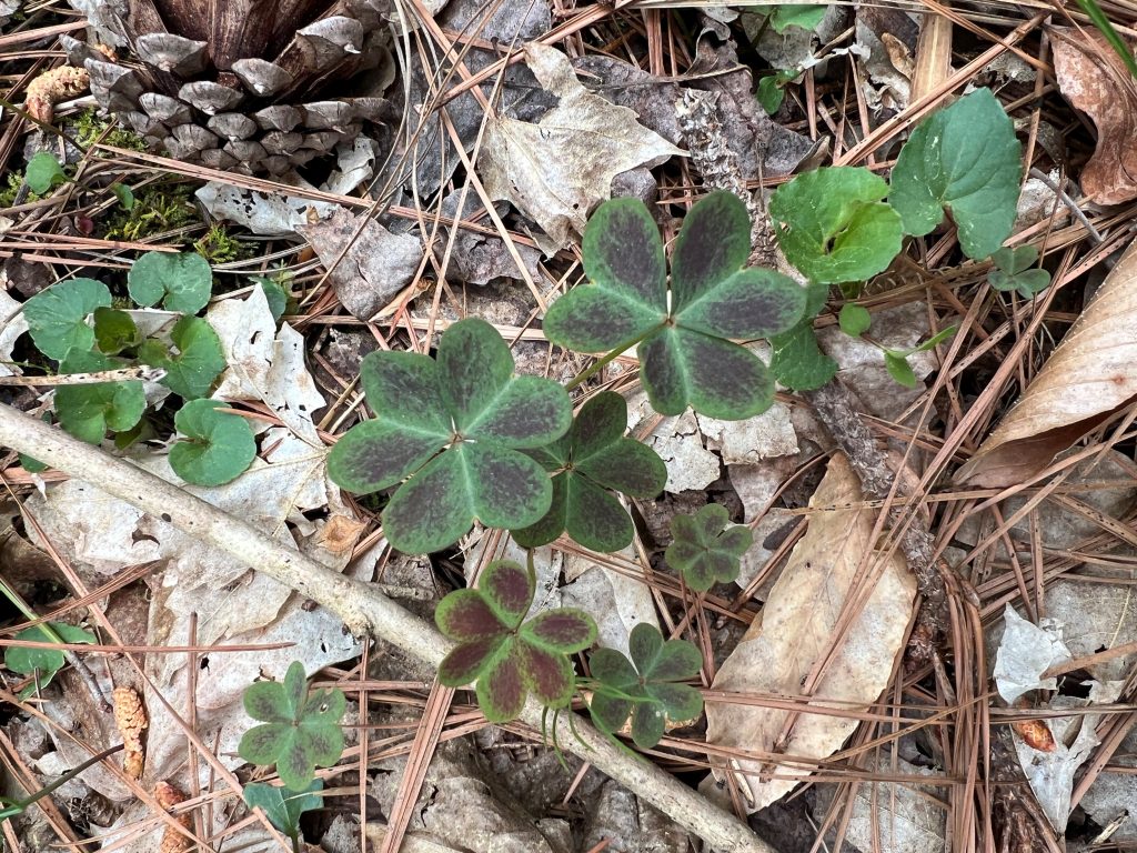 Clover-like leaves with a purple-green tinge pop out of a bed of dead leaves