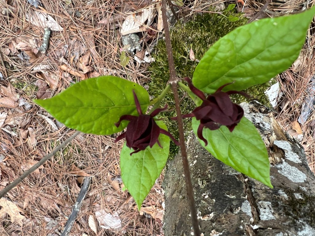 A thin branch with spring green leaves and maroon blossoms is in front of a tree trunk and pine straw.