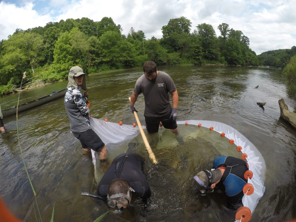 Conservancy team assists with study of giant salamanders