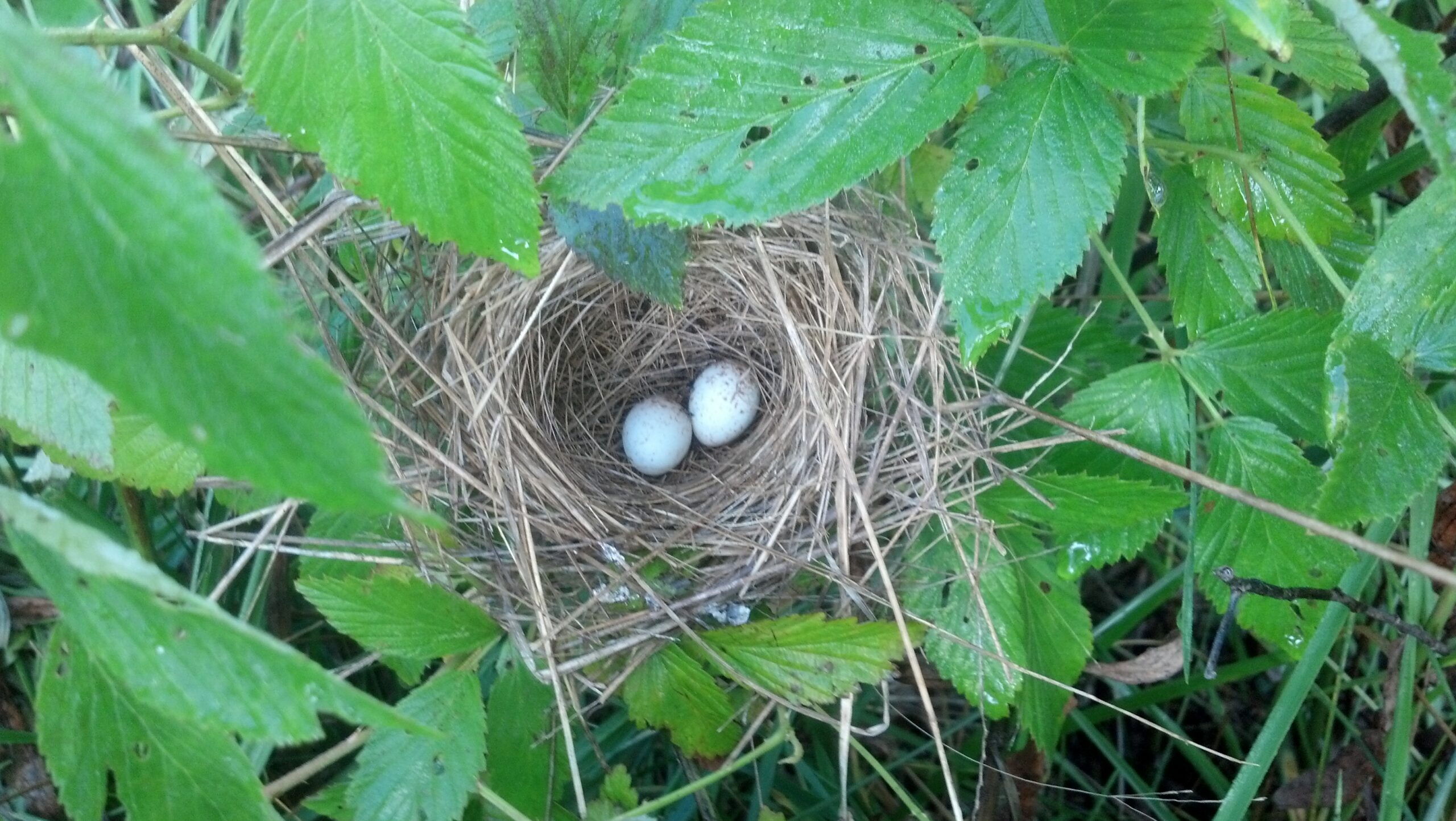 Surrounded by green briar leaves and grass, a small bird nest holds two eggs. The eggs are pale blue to white with light brown speckles.