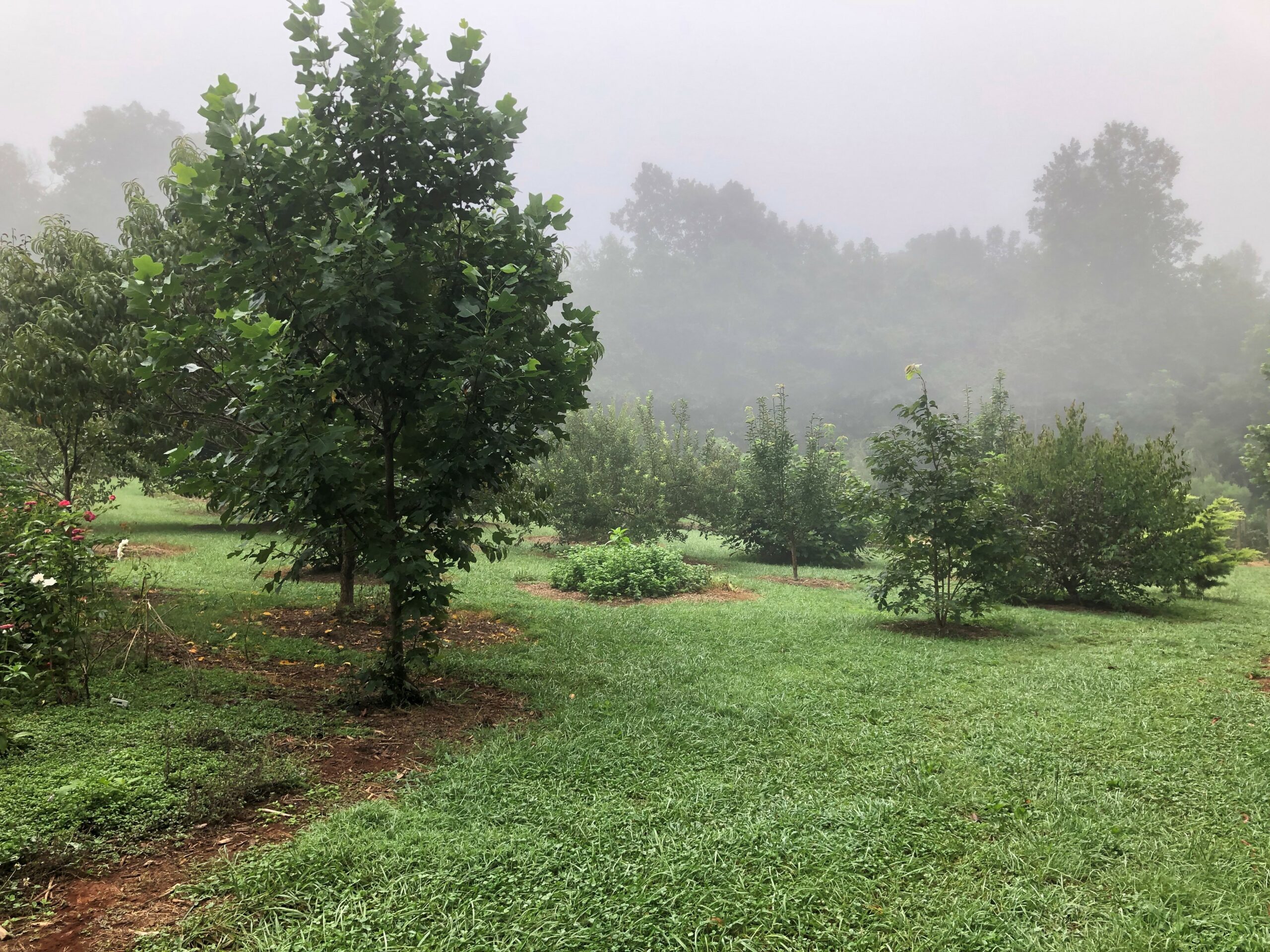 A green field with orchard trees on a foggy day.