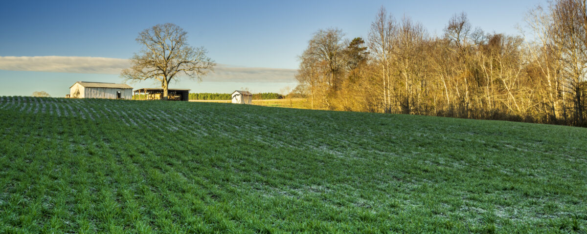 A green grassy field is set against a blue sky with a historic barn and trees visible in the distance.