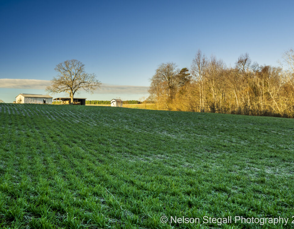A green grassy field is set against a blue sky with a historic barn and trees visible in the distance.