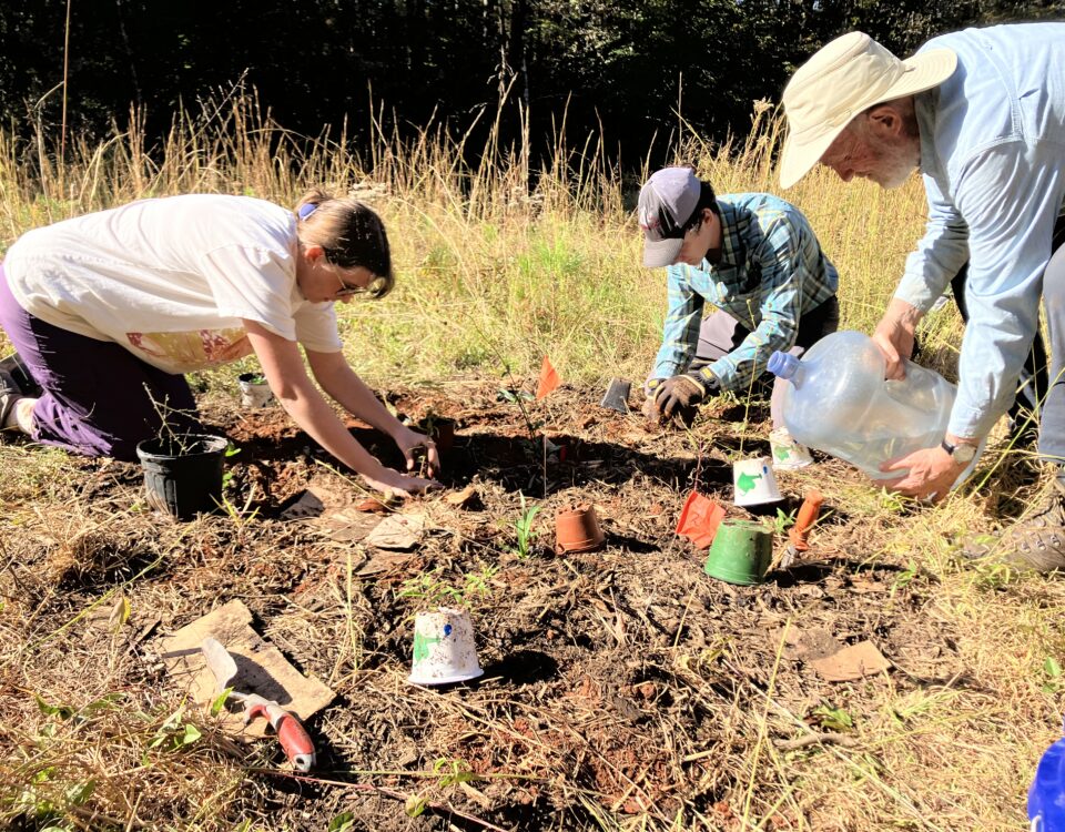 Three people kneel on the ground, planting seedlings in a grassy field.