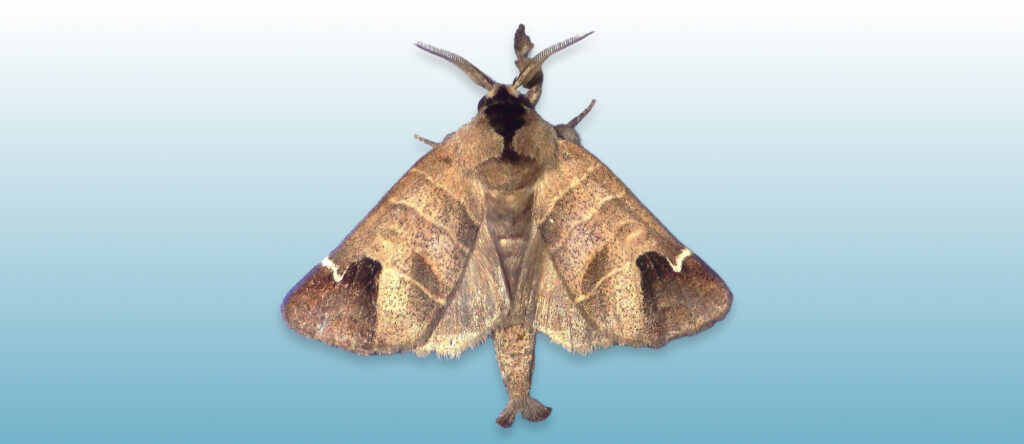 Sigmoid prominent clostera albosigma moth