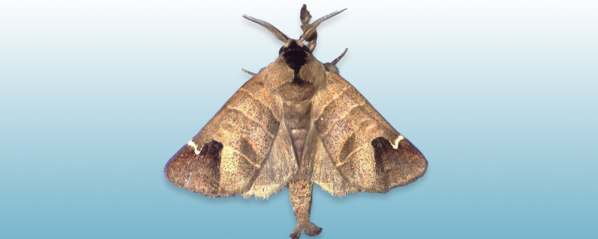 Sigmoid prominent clostera albosigma moth