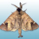 Sigmoid prominent clostera albosigma moth