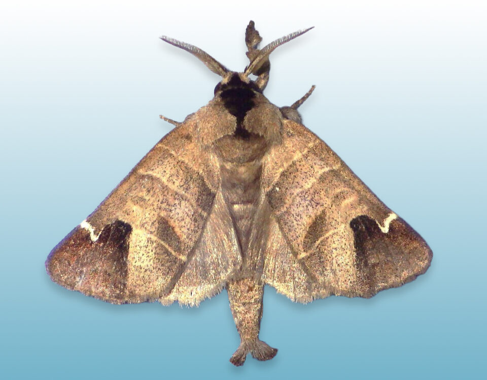 Sigmoid prominent clostera albosigma moth