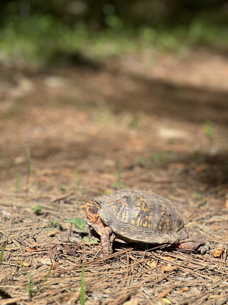An Eastern box turtle crawls across pine straw on the forest floor, with green vegetation in the background.
